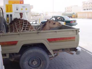 Camel Hitch-hiking